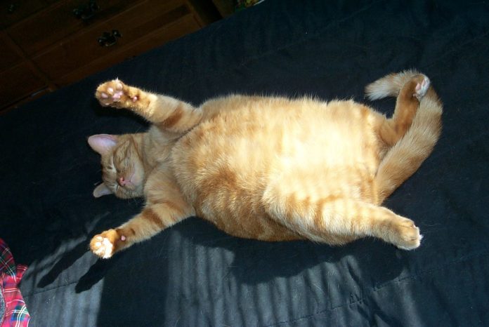 Übergewicht Katzen